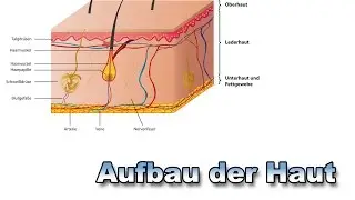 Aufbau der Haut | Anatomie | Pflege Kanal