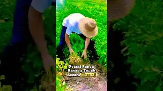 Panen Kacang Manual Tetap Maksimal #PanenKacang #CaraTradisional #HasilMaksimal