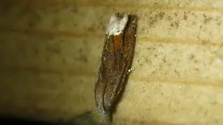 ［見島のいきものたち 394］ソトジロトガリヒメハマキ Eucosma catharaspis
