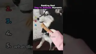 Ranking Most Hilarious Dog Moments #shorts
