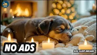 12 Hours Dog Calming Music 🐶Stress Relief Music for Dogs☃️Anti-Separation Anxiety Relief ❄️No Ads