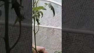 Tomato hack #gardening #hack #tomato #farmlife #homestead #diy #garden #getfit