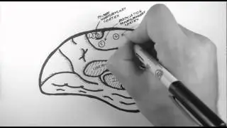 Brain Anatomy 4 - Functional Cortical Anatomy (Medial Surface)