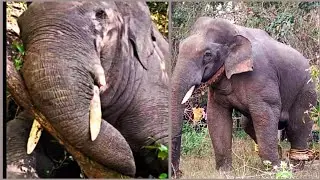 Wild elephant  capture and relocation by karnataka Forest department | Kumki elephants