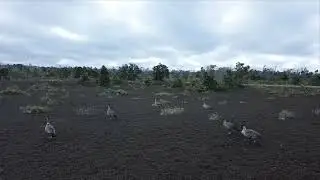 Group of Nene Taking Off at Hawai'i Volcanoes National Park. 