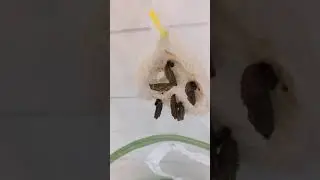 Caterpillar to Butterfly Day 10: Transfer to New Habitat