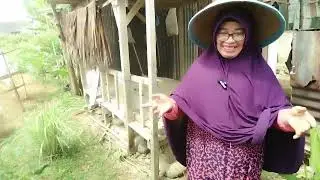 Panen ubi roti