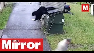 School principal scared by bear jumping out of bin