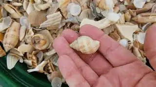 Shelling in Myrtle Beach & found a Nutmeg shell, Carolina cream colored sand tiger tooth, and more.