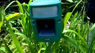 How to keep animals out of your garden.