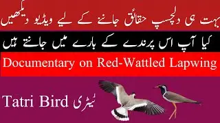 Interesting facts about Red Wattled lapwing Bird hindi / urdu | Red wattled lapwing |tartiri parinda
