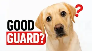 Are Labradors ACTUALLY Good Guard Dogs?