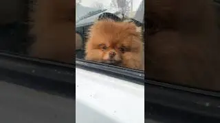 #померанскийшпиц #pomeranian #шпиц #agataaferistka 🧡