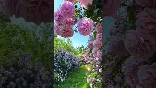Beautiful dreamy purple rose garden // climbing rose flowers (26/4)