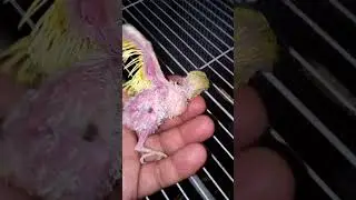 Monitor the body temperature of budgie chicks daily #birds #babyanimals #budgiehealth  #babybirds
