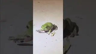 🐍_🐸