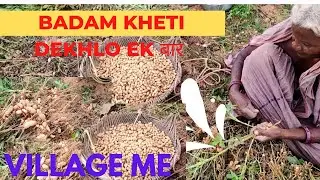 Gaon ka eisa badam kheti आपने कभी dekha nehi होगा 😍 muphali kheti., #kacha badam, #peanut