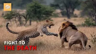 Wildlife's TOP PREDATOR Showdown Leopard vs Lion!