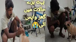 humra Dog Ghar agai😍 | pets vlog | Mitha vlogs wala