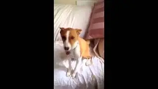 Basenji Baroo
