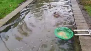 White-headed ducks: captive foraging behaviour