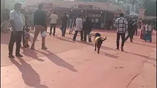 मेला देखिए❤️#entertainment#viral#enjoy#masti#beautiful#dog#masti#handicraft#food#india#viralvideo#yt
