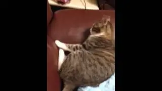 摸著鞋帶偷睡覺