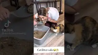 Cat reacting to cake cat litter😂