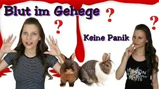 KRANKE KANINCHEN ? Blut im Gehege | Zwergkaninchen