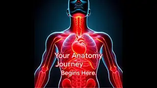 Digital Anatomy #anatomyforbeginners #viralshort