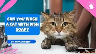 Can You Wash a Cat With Dish Soap | Top Cat Breeds