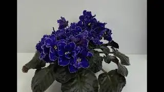 Фиалка Звёзды Крыма (К.Морев). African Violet Stars of the Crimea (K. Morev)