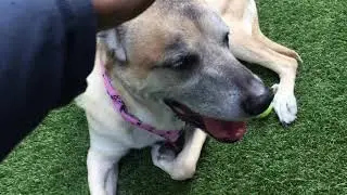 Sweet Pugslee 69941 | NYCACC