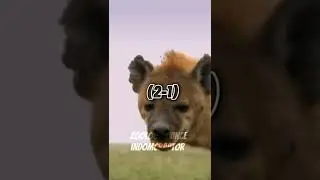Leopard Vs Hyena