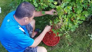 Red Currants Picking And Cleaning