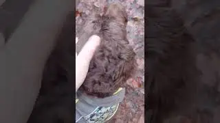 A mindfulness wander through the woods.