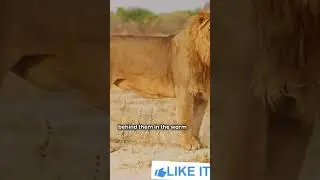 Lion Hunting Deer: Thrilling Wildlife Chase Caught on Camera