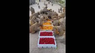 Daily Life Monkeys - Monkey Zoo