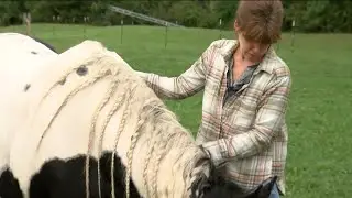'I got my life back': How this cancer survivor used horse therapy to come out of darkness