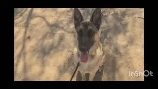 Charley Works on her Recall! - Off Leash K9 Tucson 