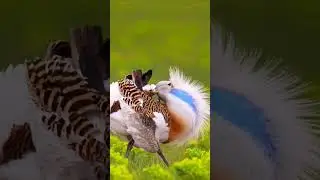 The great bustard (Otis tarda)
