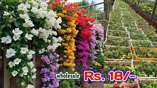 Wholesale plant Market Bougainvillea flower || Cheapest Plant market in India 9062334424