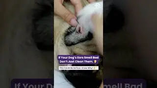 Why Dog&rsquo;s Ears Smell Bad? | Dog Ear Infection | Mites & Cleaning Tips 🐶👂