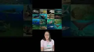 Chondrichthyes #scienceeducation #scienceterms #sciencecommunication #paleontology