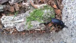 Carabus violaceus vs Slug