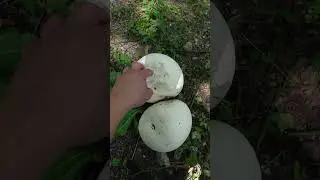 Czasznica olbrzymia (Calvatia gigantea) - grzyb jadalny #natura #grzyby