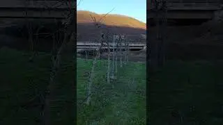 rezidba jabuke . vitko vreteno. plantazno.vocarstvo by Senad Hasandic
