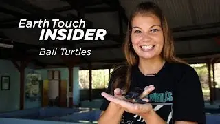 Bali turtle conservation in action