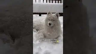 Who said it&rsquo;s too cold? #dog #samoyed #funny