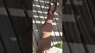 Knickerbocker, American Gun Co., Crescent Double Barrel Shotgun Project